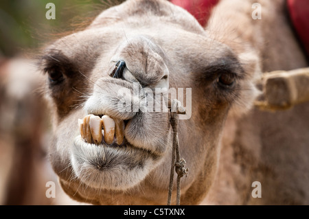Camel attende il ritorno dei turisti cinesi che portava il Mingsha dune di sabbia, Dunhuang, provincia di Gansu, Cina Foto Stock