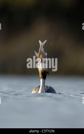 Svasso maggiore Podiceps cristatus un adulto tenta ripetutamente, ma poi non riesce a inghiottire un grande pesce. Marzo. Derbyshire, Regno Unito Foto Stock