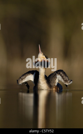 Svasso maggiore Podiceps cristatus un adulto stretching le sue ali/collo in alba la luce del sole. Marzo. Derbyshire, Regno Unito Foto Stock