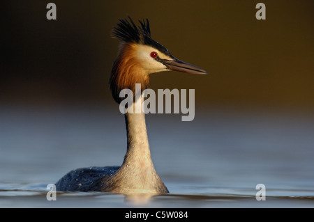 Svasso maggiore Podiceps cristatus Ritratto di un adulto in allevamento piumaggio all'alba. Marzo. Derbyshire, Regno Unito Foto Stock