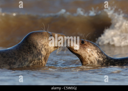 Guarnizione grigia Halichoerus grypus una coppia di sub-adulti condividono un momento di gara tra le onde che si infrangono. Lincolnshire, Regno Unito Foto Stock