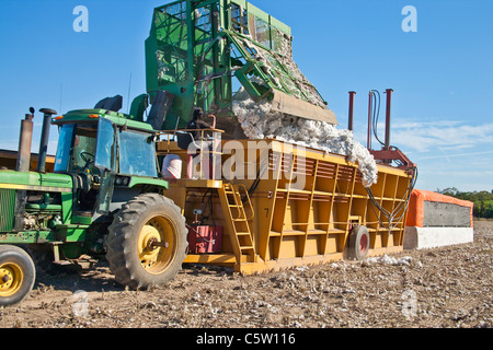 La raccoglitrice di cotone, depositando bolls nel costruttore del modulo. Foto Stock