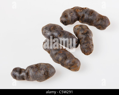 Tartufo de Chine blu-viola di patate, vista in elevazione Foto Stock