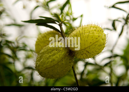 Cotone a palloncino Bush frutta, Asclepias physocarpa aka Gomphocarpus physocarpus Apocynaceae
