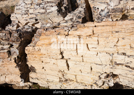 Una struttura ad albero fossilizzato dal famoso Lesbo foresta pietrificata presso la foresta pietrificata museum di Sigri, Lesbo, Grecia. Foto Stock