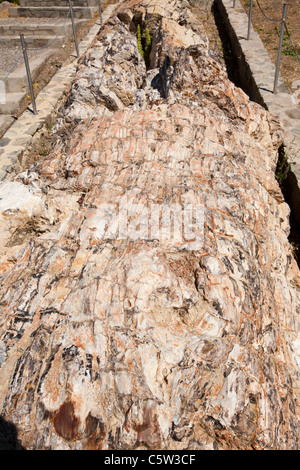 Una struttura ad albero fossilizzato dal famoso Lesbo foresta pietrificata presso la foresta pietrificata museum di Sigri, Lesbo, Grecia. Foto Stock