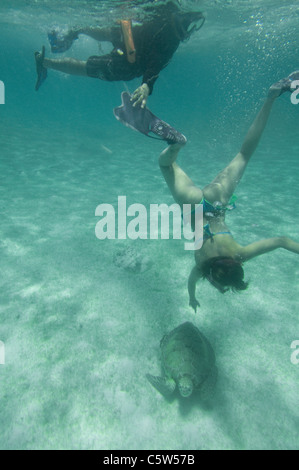 Fare snorkeling con le tartarughe in Akumal, la penisola dello Yucatan, Messico Foto Stock