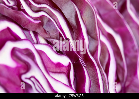 Fette di cavolo rosso (Brassica oleracea), full frame, close-up Foto Stock
