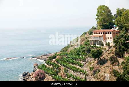 Spiaggia Spiaggia di mare della costa sud della Turchia banana tree farm banane agricoltore alberi tra Antalya e Alanya Foto Stock