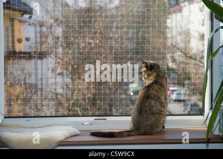 Il gatto domestico sul davanzale, rete di sicurezza, vista posteriore Foto Stock