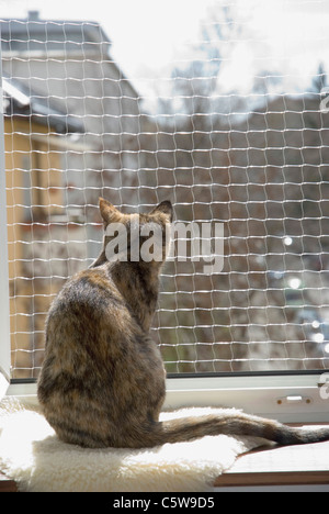 Il gatto domestico sul davanzale, rete di sicurezza, vista posteriore Foto Stock