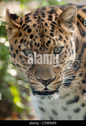 Maschio di Amur leopard fissando attentamente Foto Stock