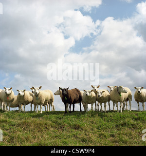 Paesi Bassi, gregge di pecore in piedi sul campo Foto Stock