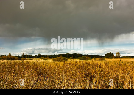 Campo agricolo con coltivazione di grano sotto un cielo drammatico appena prima di un temporale Foto Stock