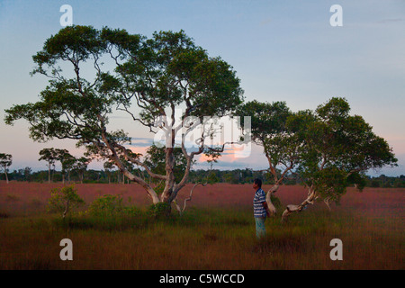 Sunrise silhouttes un albero nella savana unico ecosysetm di KOH PHRA THONG ISOLA, Thailandia Foto Stock