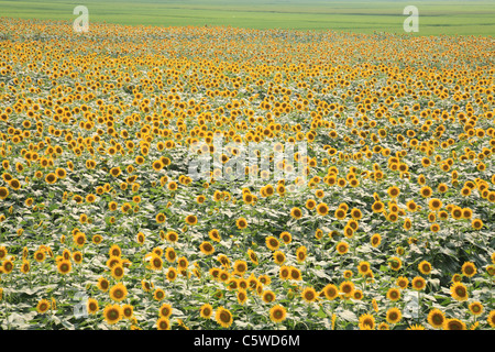 Campo di girasole, Yosano, Yosa, Kyoto, Giappone Foto Stock