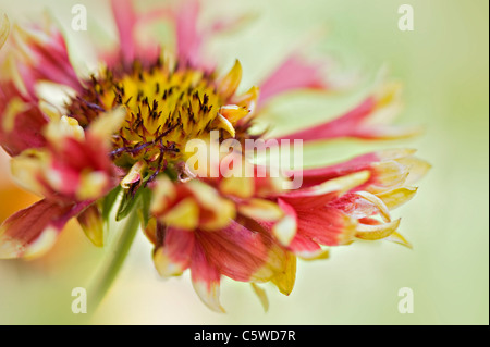 Gaillardia singolo 'Pantomime' coperta fiore fiori Foto Stock