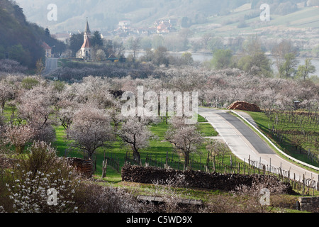 Austria Bassa Austria Wachau, St. Johann im Mauerthale, vista della fioritura del campo di albicocche e chiesa in background Foto Stock