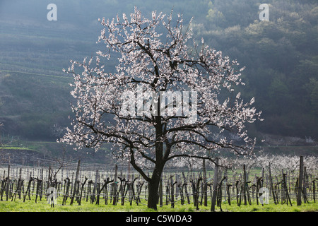 Austria Bassa Austria Wachau, albicocca con fiori di campo in background Foto Stock