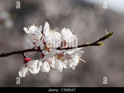 Austria Bassa Austria Wachau, ramoscello di fiori di albicocca, close up Foto Stock