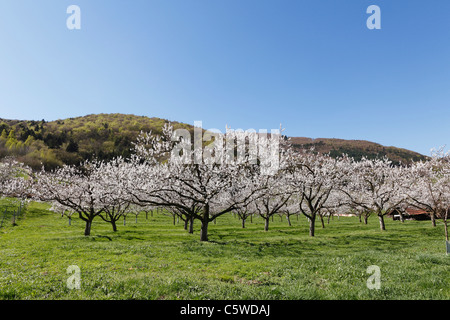 Austria Bassa Austria Wachau, albicocca fiorisce nel campo Foto Stock