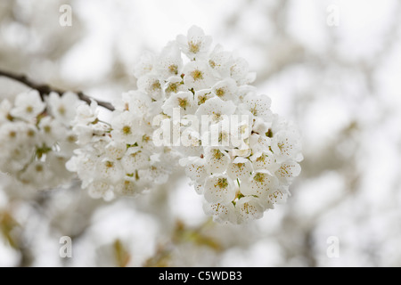 In Germania, in Baviera, Franconia, vicino fino dolce di fiori ciliegio Foto Stock
