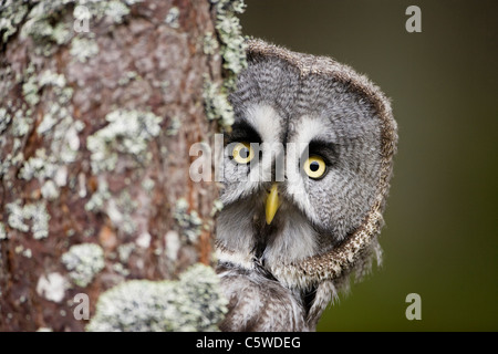 Grande Gufo grigio, Lapponia Allocco (Strix nebulosa), il peering attorno ad albero. Foto Stock