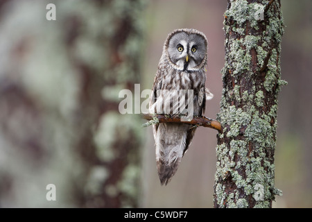 Grande Gufo grigio, Lapponia Allocco (Strix nebulosa) arroccato nella foresta di pini (condizioni controllate). Foto Stock