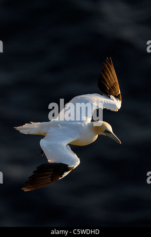 Northern Gannet (Sula bassana, Morus bassanus), adulto in volo. Foto Stock