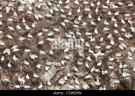 Northern Gannet (Sula bassana, Morus bassanus), sezione di colonia nidificazione, Hermaness, Shetland. Foto Stock