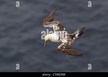 Northern Gannet (Sula bassana, Morus bassanus), sub-adulto in volo, Hermaness, Shetland. Foto Stock