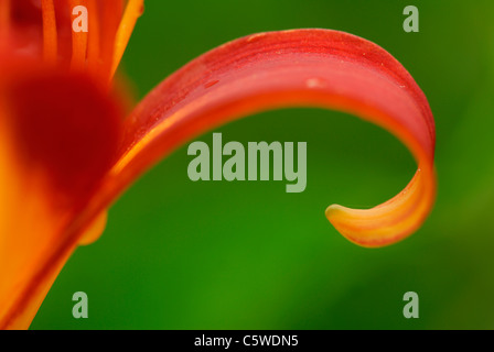 Lily (Lilium), close-up Foto Stock