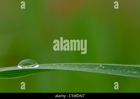 Dewdrops sul miscanto (miscanthus sinensis), close-up Foto Stock