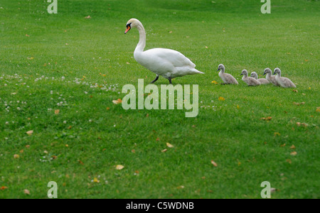 Cigno (Cygnus olor) con pulcini sul prato Foto Stock