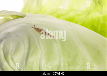 Slug su Cavolo cappuccio appuntito, close-up Foto Stock
