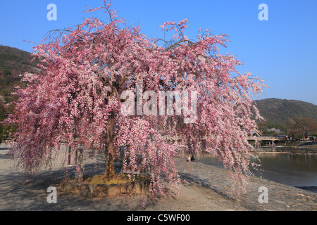 Fiori di Ciliegio ad Arashiyama, Kyoto, Kyoto, Giappone Foto Stock