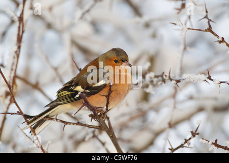 (Fringuello Fringilla coelebs), maschio adulto arroccato nella siepe nella neve. Foto Stock
