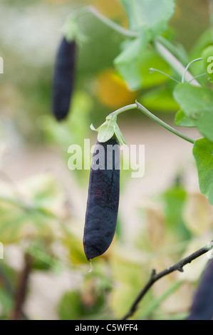 Pisum sativum . Il segnale di PEA Purple Podded in un giardino di messa a fuoco selettiva. Foto Stock