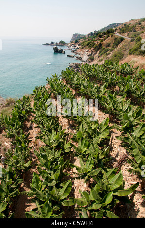 Spiaggia Spiaggia di mare della costa sud della Turchia banana tree farm banane agricoltore alberi tra Antalya e Alanya Foto Stock