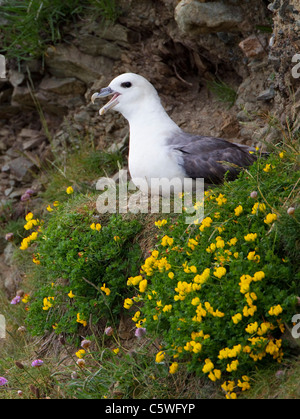 Northern Fulmar (Fulmarus glacialis). Adulto su nido in una scogliera, Scozia, Gran Bretagna. Foto Stock