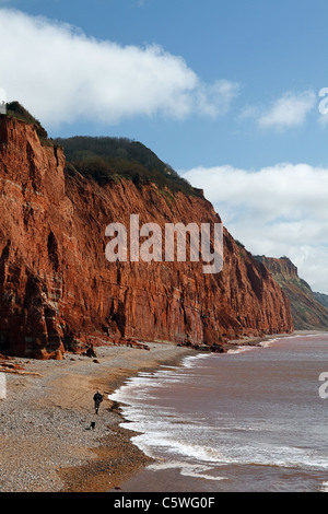 Rosso scogliere di arenaria, facente parte della Jurassic Coast, a Sidmouth, nel Devon, Inghilterra, Regno Unito Foto Stock