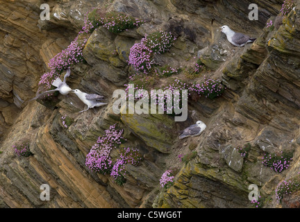 Northern Fulmar (Fulmarus glacialis). Gli adulti su parsimonia coperte di scogliera di nidificazione. Shetland Scozia, Gran Bretagna. Foto Stock