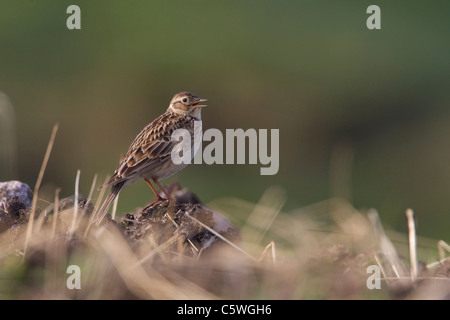 Allodola Alauda (arvense), canto adulto sul terreno in habitat di allevamento, Scozia, Gran Bretagna. Foto Stock
