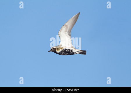 Golden Plover (Pluvialis apricaria), per adulti in estate piumaggio in volo. Shetland Scozia, Gran Bretagna. Foto Stock