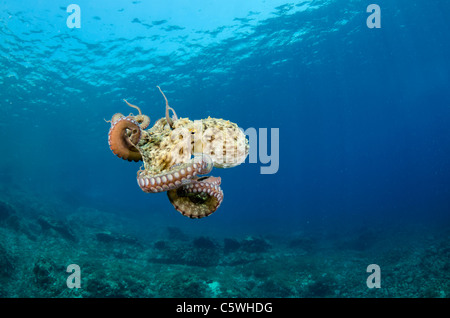 Polpo, Octopus vulgaris, Kornati, Croazia, Mediterranea Foto Stock