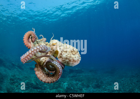 Polpo, Octopus vulgaris, Kornati, Croazia, Mediterranea Foto Stock