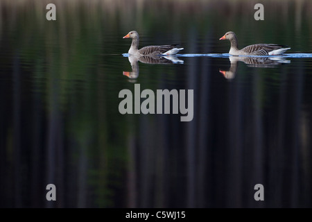 Oca Graylag, Graylag Goose (Anser anser), coppia su torbosi lochan, Scozia. Foto Stock