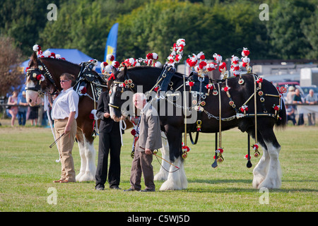 Shire cavalli al Bakewell Show, Bakewell, Derbyshire, England, Regno Unito Foto Stock