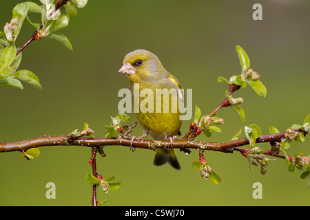 Verdone (Carduelis chloris). Maschi in allevamento piumaggio arroccato su crab apple in primavera. Foto Stock