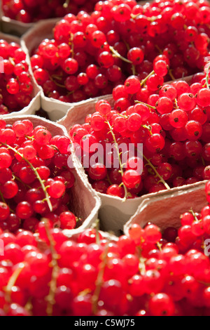 Ribes rosso (ribes rubrum), full frame Foto Stock